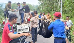 Meski Terluka, Anggota Polisi Selamatkan Warga dari Serangan Beruang Madu